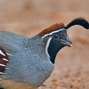 Gambel's Quail